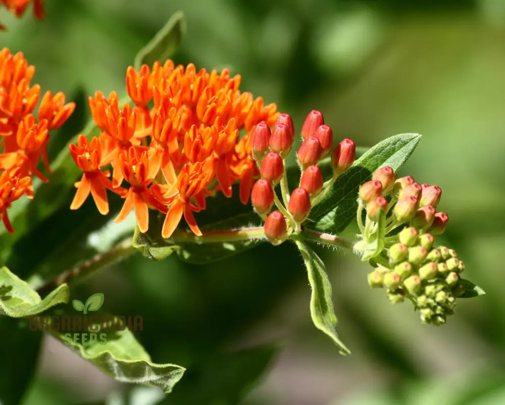 Asclepias Seeds For Butterfly Flower Planting Easy To Grow Milkweed