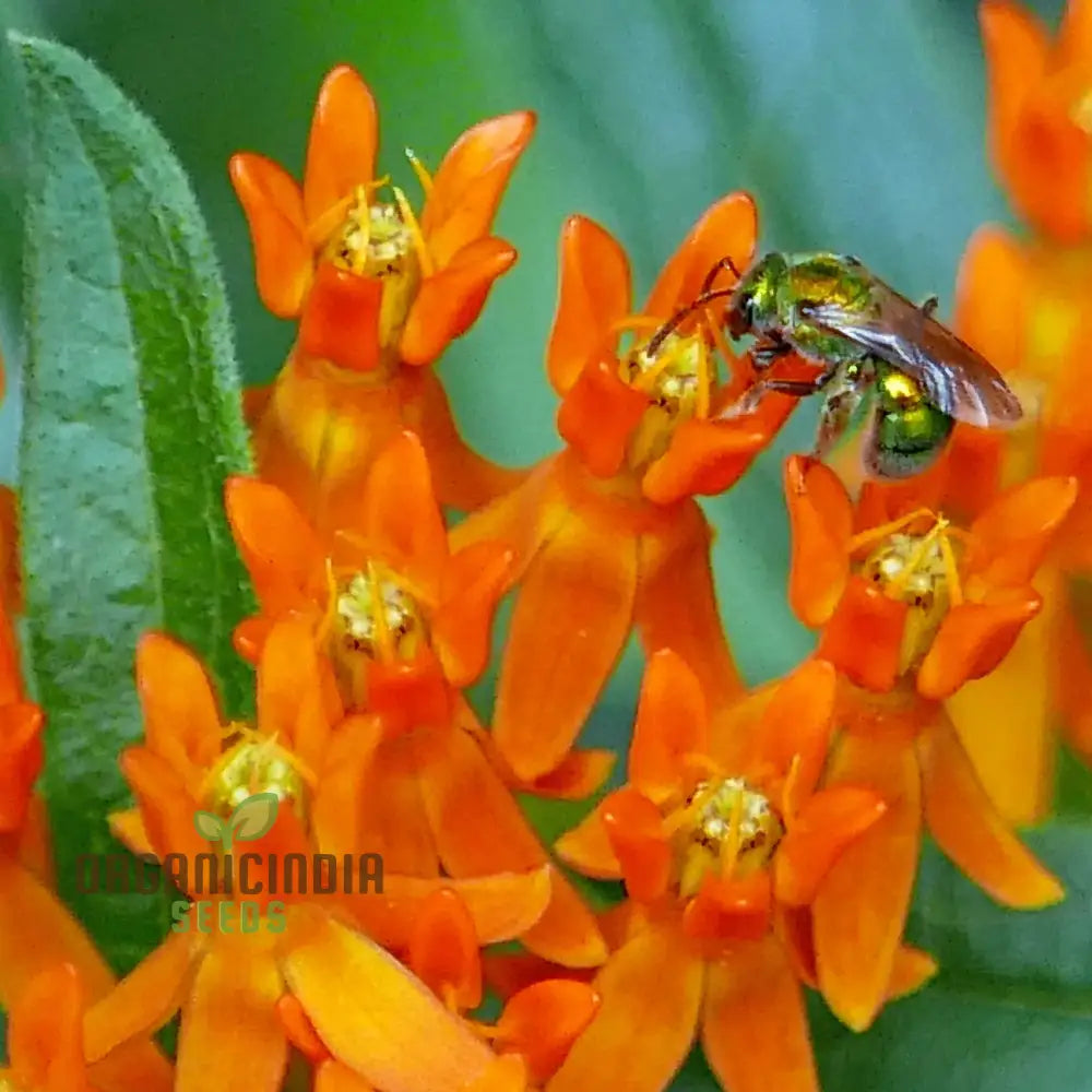 Asclepias Seeds For Butterfly Flower Planting Easy To Grow Milkweed