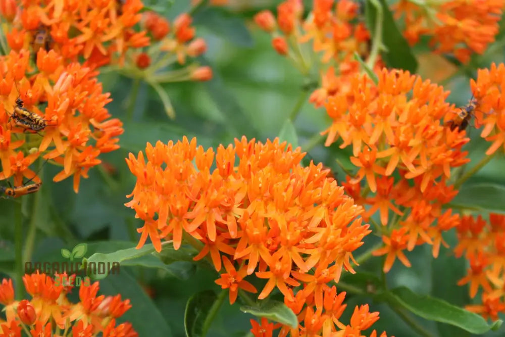 Asclepias Seeds For Butterfly Flower Planting Easy To Grow Milkweed