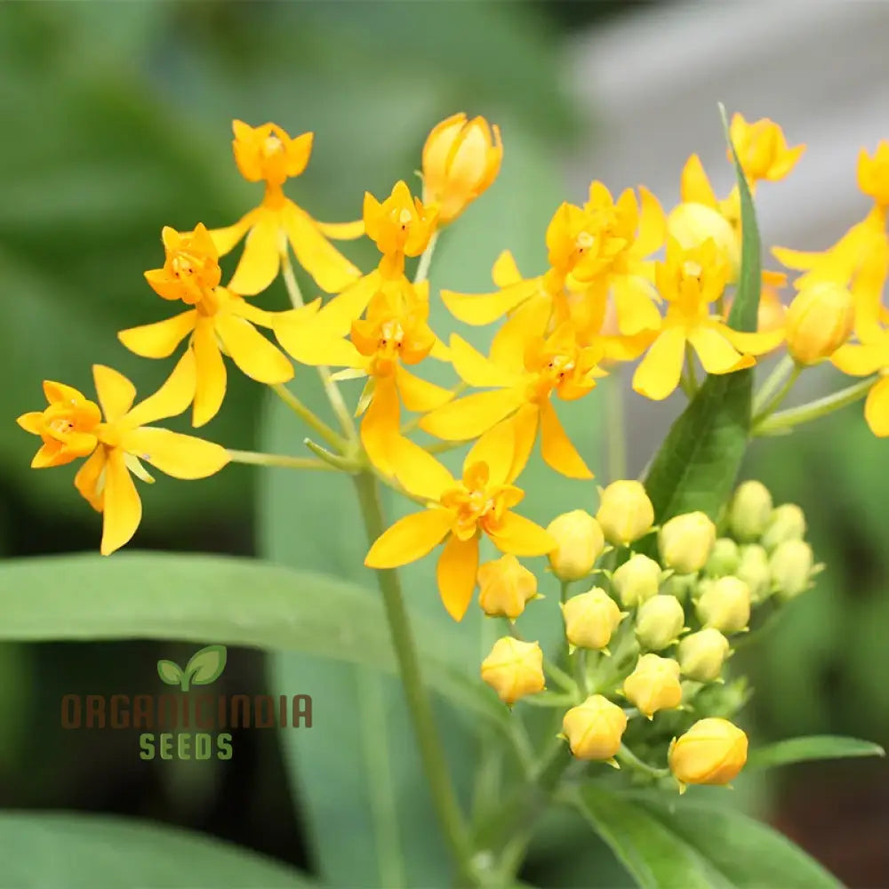 Asclepias Tuberosa ’Hello Yellow Butterfly’ Flower Seeds For Planting Premium Quality Beautiful