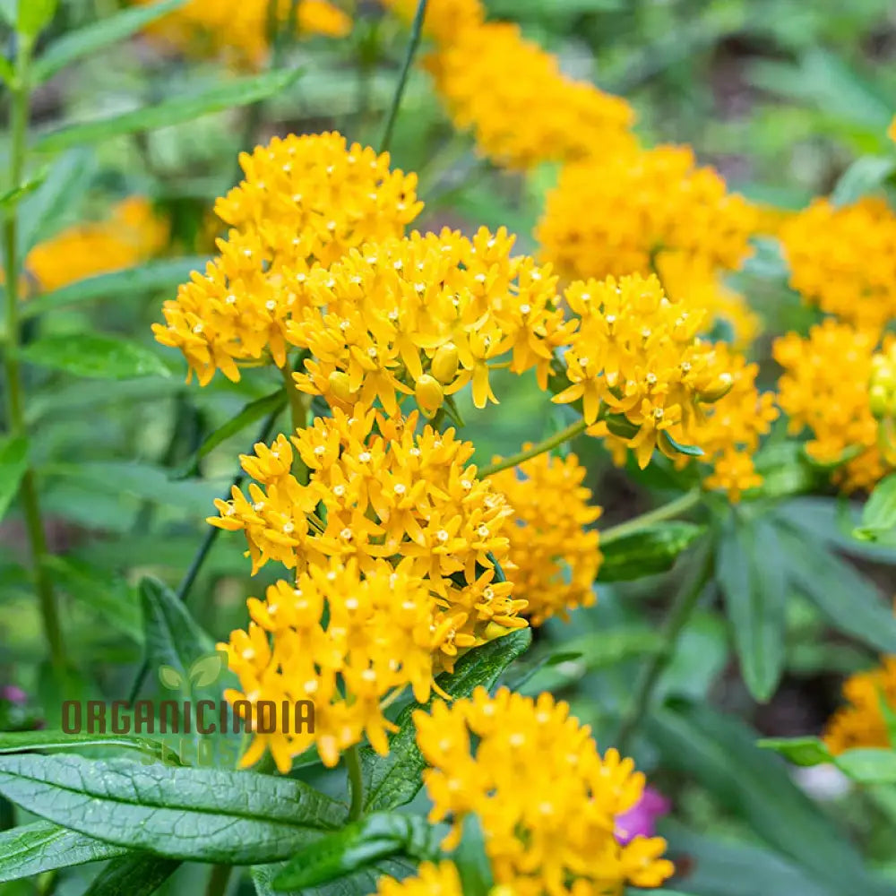 Asclepias Tuberosa ’Hello Yellow Butterfly’ Flower Seeds For Planting Premium Quality Beautiful