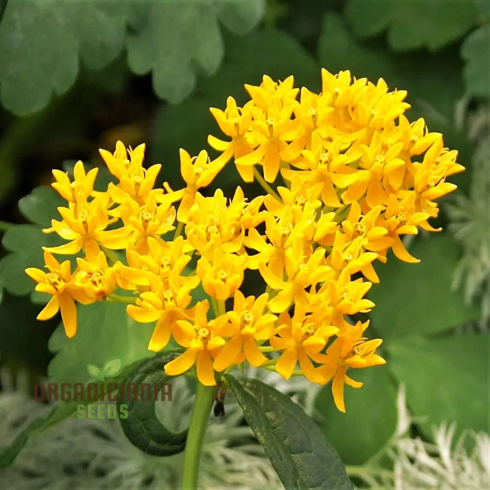 Asclepias Tuberosa ’Hello Yellow Butterfly’ Flower Seeds For Planting Premium Quality Beautiful