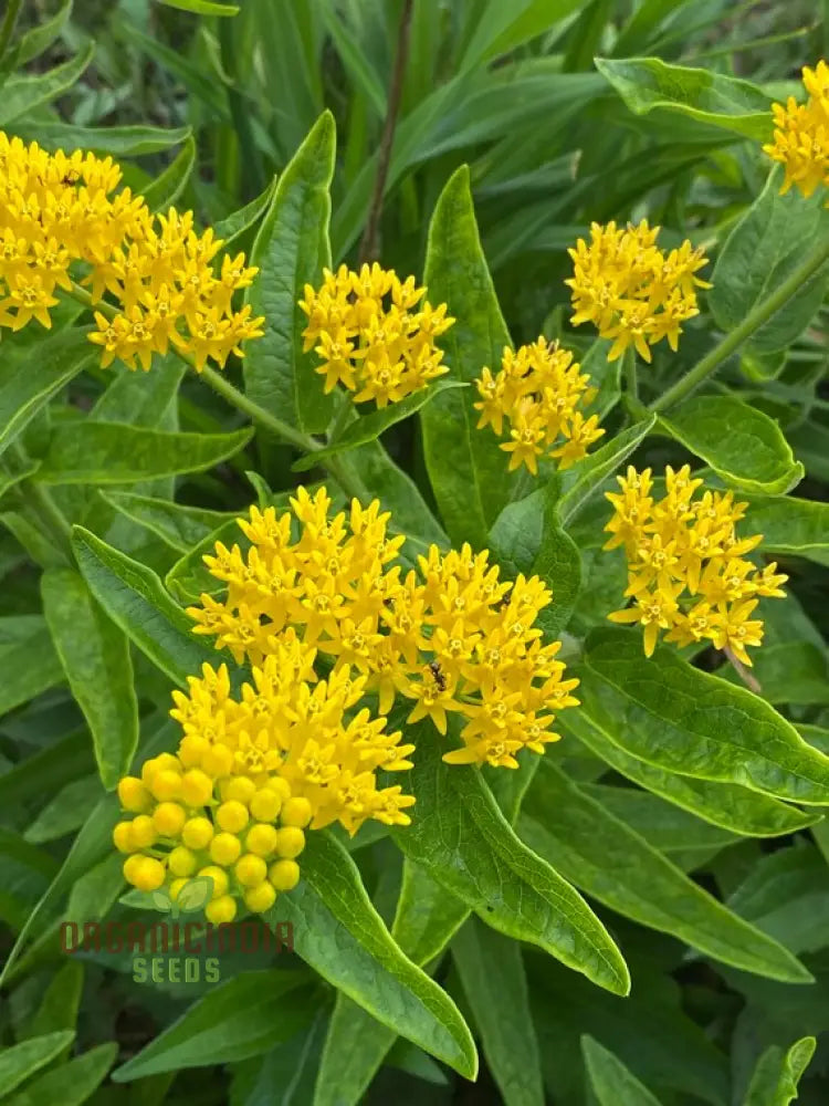 Asclepias Tuberosa ’Hello Yellow Butterfly’ Flower Seeds For Planting Premium Quality Beautiful