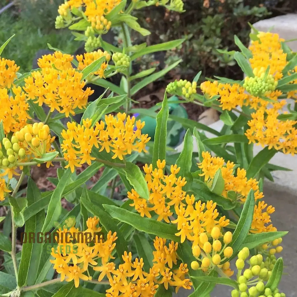 Asclepias Tuberosa ’Hello Yellow Butterfly’ Flower Seeds For Planting Premium Quality Beautiful