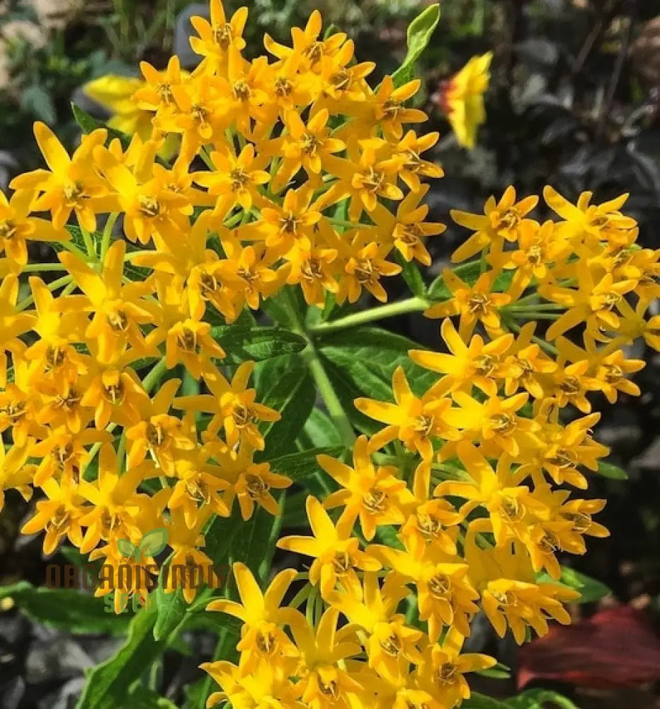 Asclepias Tuberosa ’Hello Yellow Butterfly’ Flower Seeds For Planting Premium Quality Beautiful