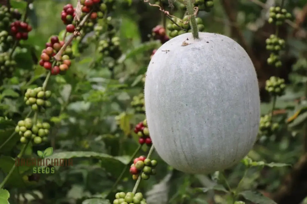 Ash Gourd Seeds For Gardening - High-Quality Heirloom A Bountiful Harvest In Your Home Garden