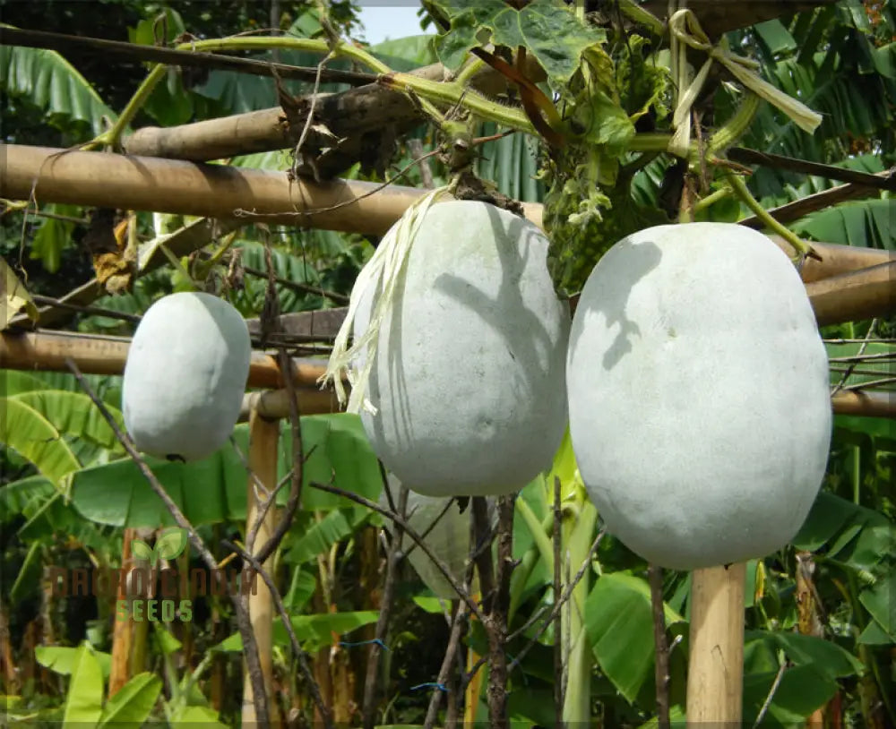 Ash Gourd Seeds For Gardening - High-Quality Heirloom A Bountiful Harvest In Your Home Garden