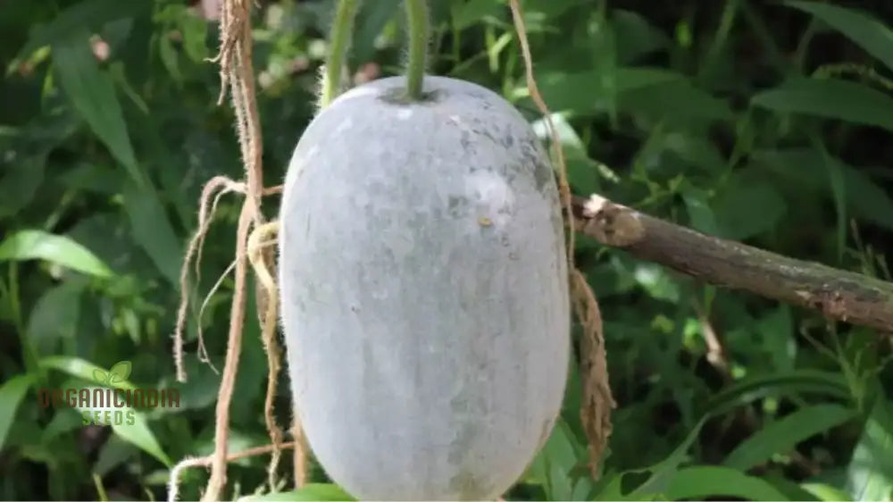 Ash Gourd Seeds For Gardening - High-Quality Heirloom A Bountiful Harvest In Your Home Garden