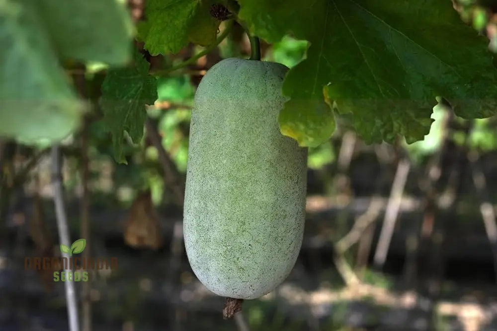 Ash Gourd Seeds For Gardening - High-Quality Heirloom A Bountiful Harvest In Your Home Garden