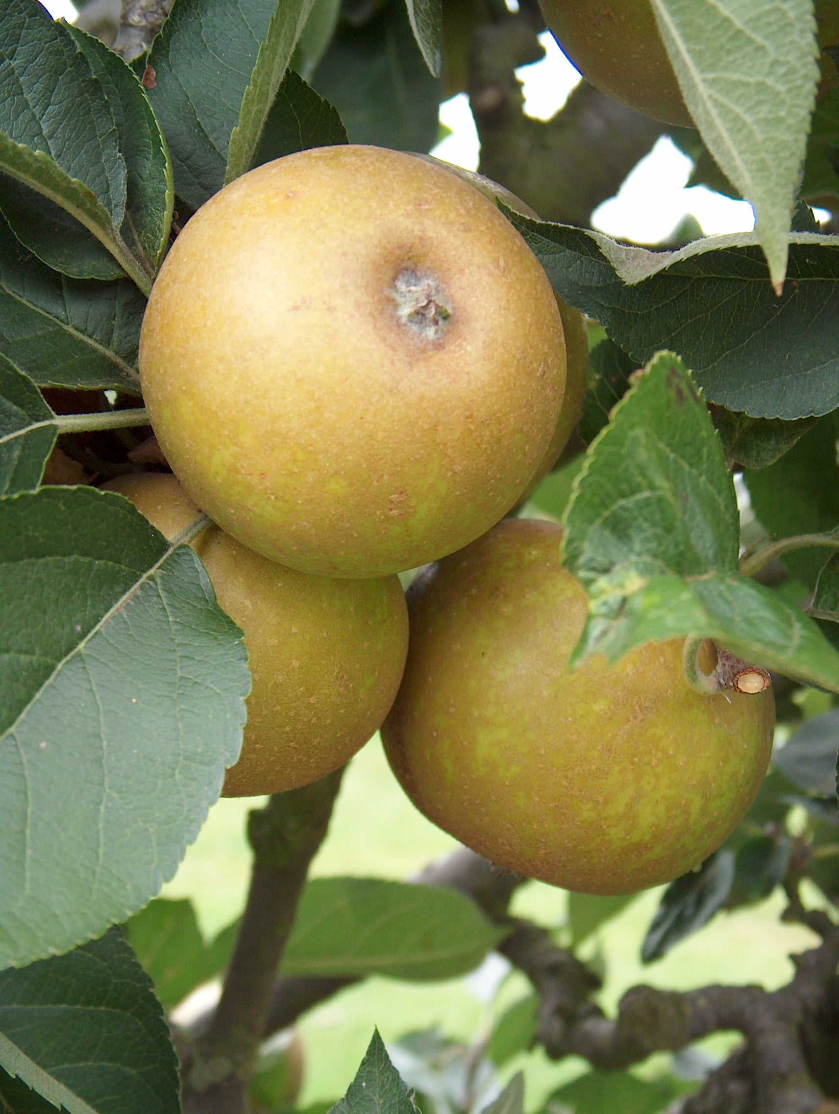 Ashmead’s Kernel Apple Seeds for Planting – Sweet-Tart  Apples