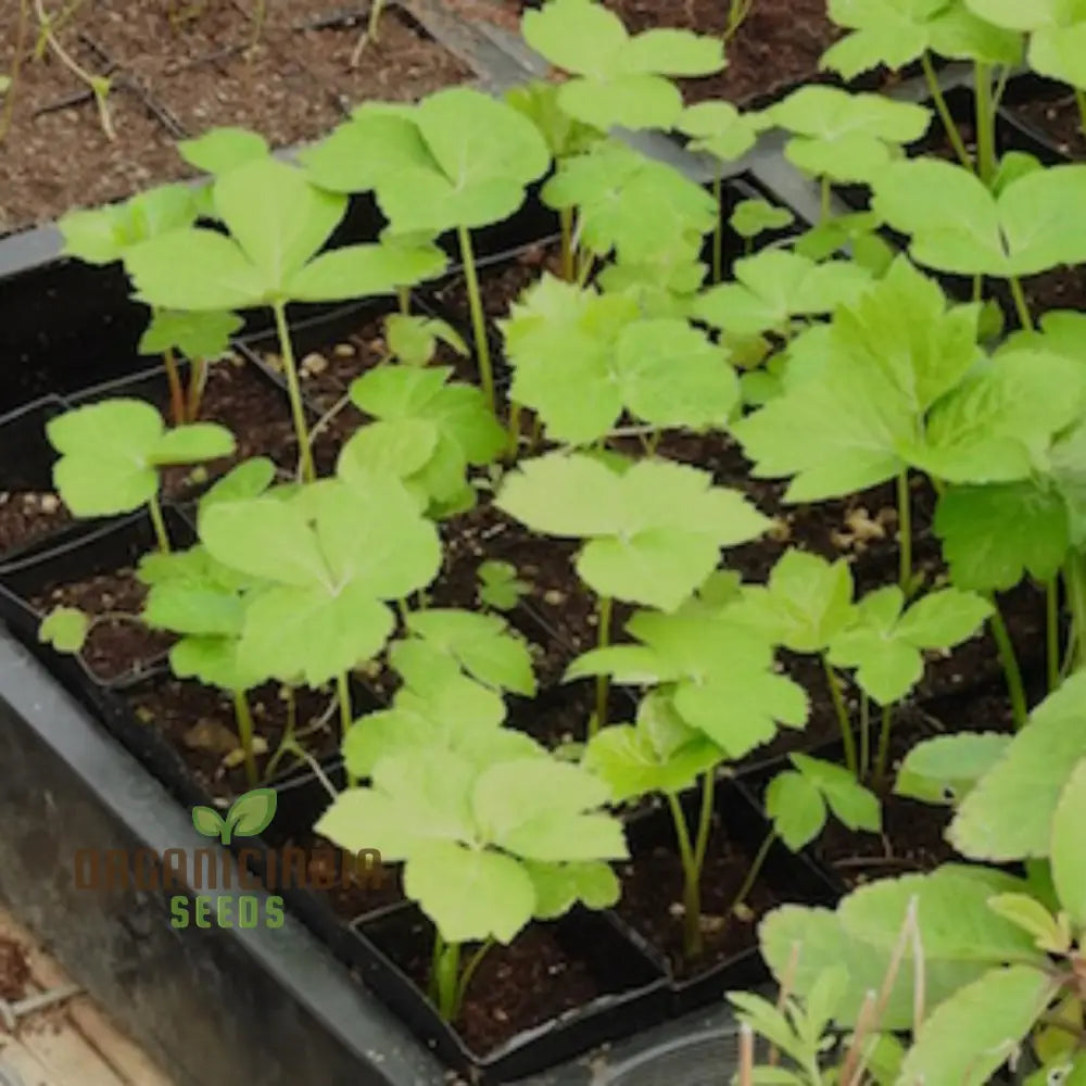 Ashitaba Plants 1 Starter Plant (100Pcs)