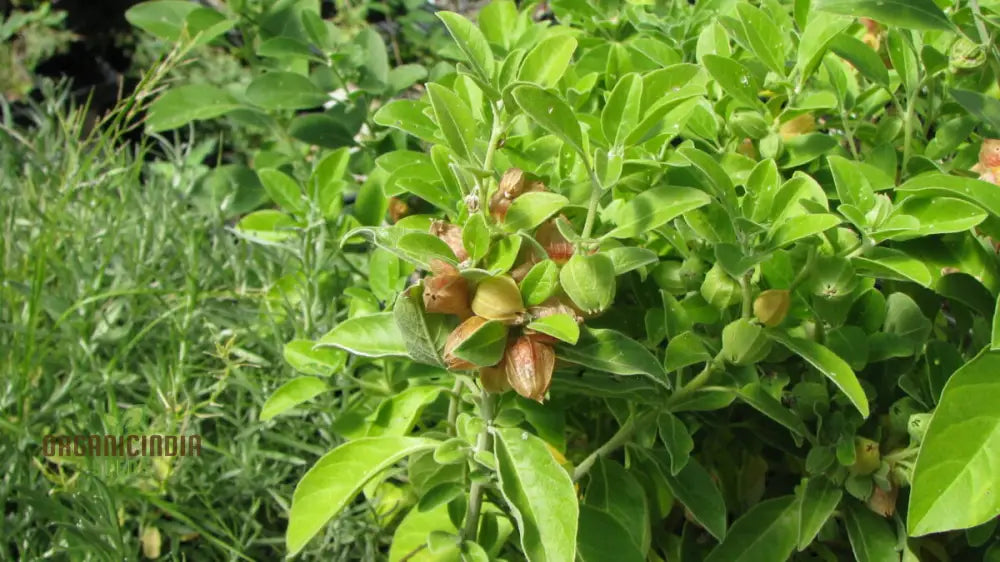 Ashwagandha Seeds – Elevate Your Gardening With Medicinal Herbs And Holistic Benefits Plant