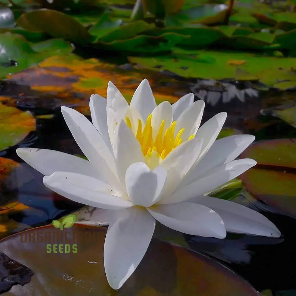 Asiatic White Lotus Seeds - All Seasons Easy To Grow Perfect For Gardening & Planting Enthusiasts