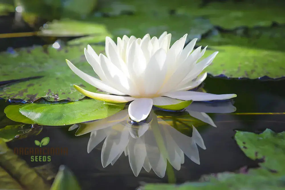 Asiatic White Lotus Seeds - All Seasons Easy To Grow Perfect For Gardening & Planting Enthusiasts