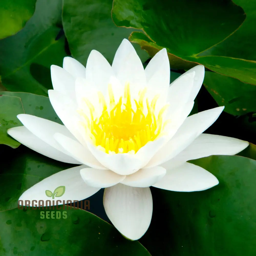 Asiatic White Lotus Seeds - All Seasons Easy To Grow Perfect For Gardening & Planting Enthusiasts