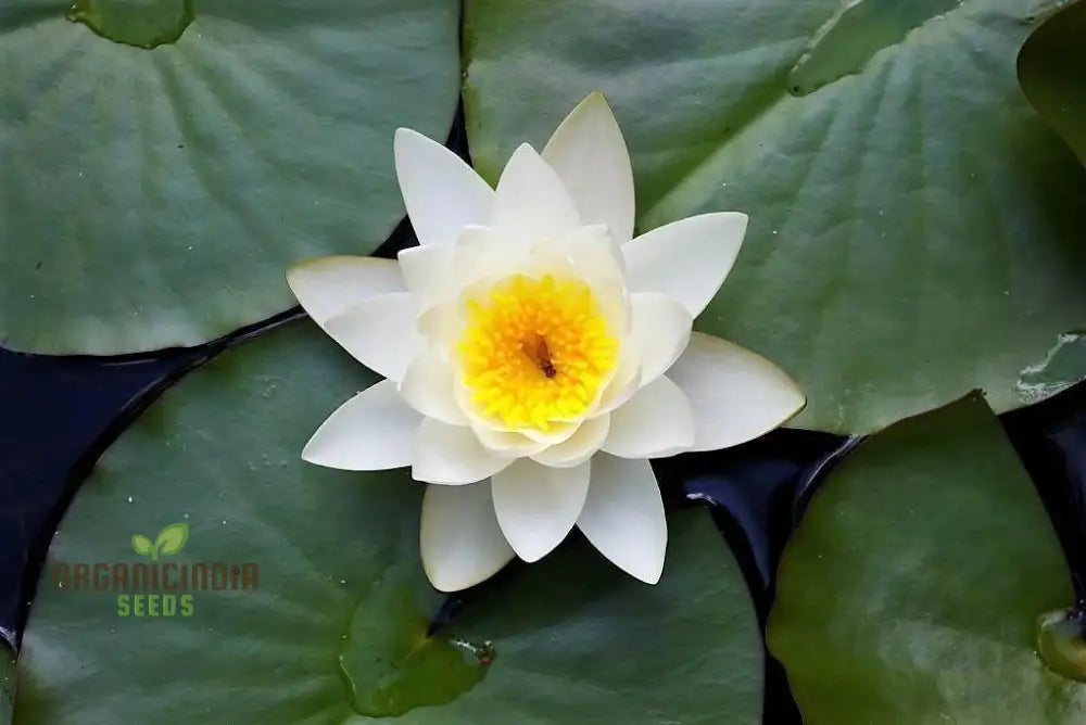 Asiatic White Lotus Seeds - All Seasons Easy To Grow Perfect For Gardening & Planting Enthusiasts