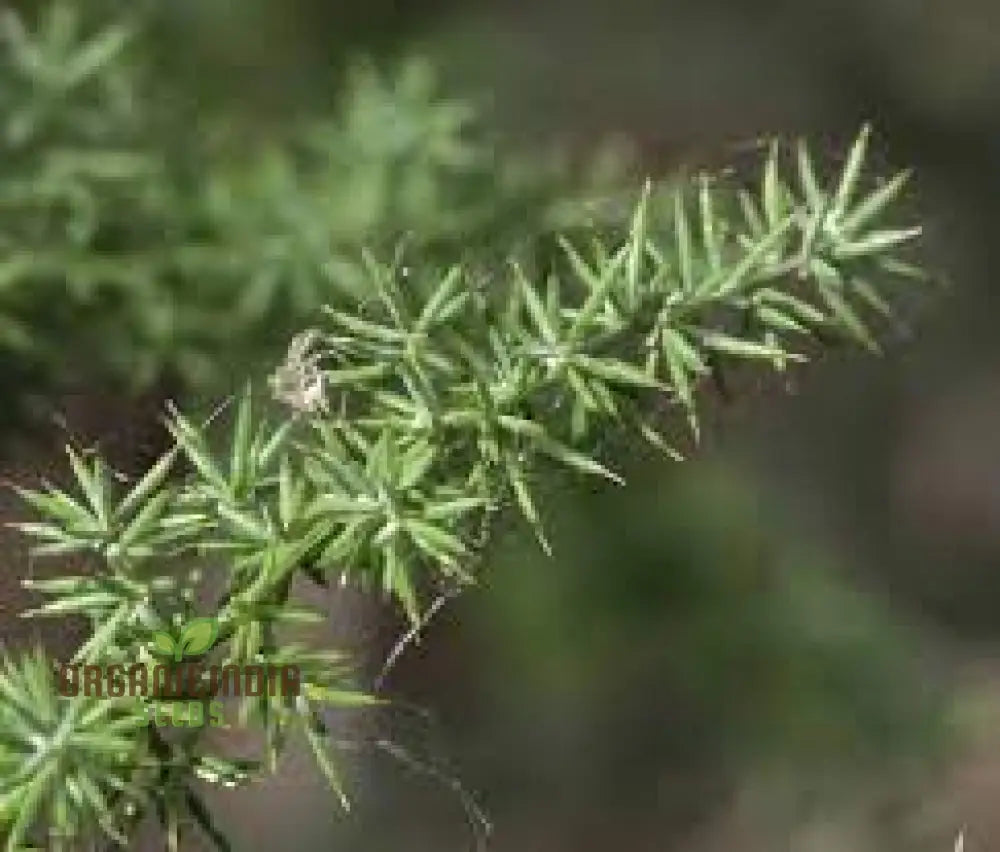 Asparagus Acutifolius Seeds For Planting: A Gardener’s Guide To Cultivating Exquisite Wild In