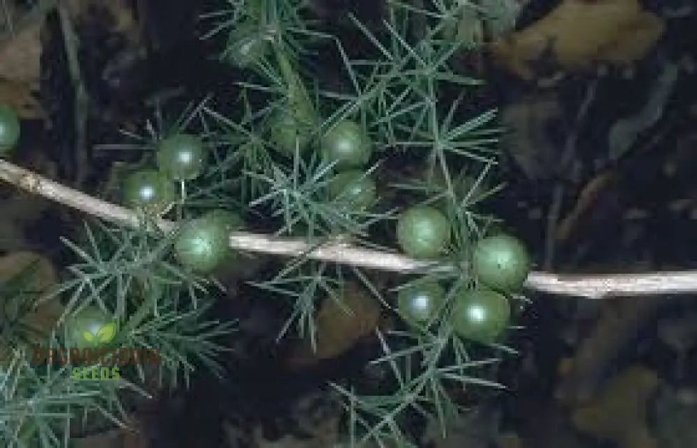 Asparagus Acutifolius Seeds For Planting: A Gardener’s Guide To Cultivating Exquisite Wild In