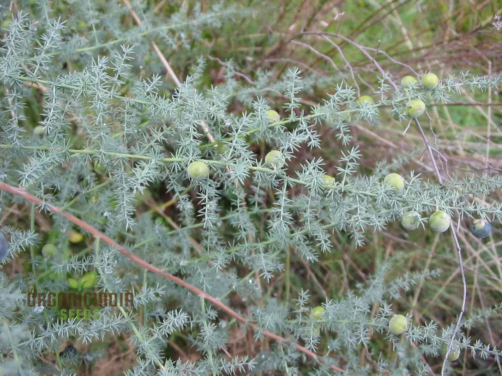 Asparagus Acutifolius Seeds For Planting: A Gardener’s Guide To Cultivating Exquisite Wild In