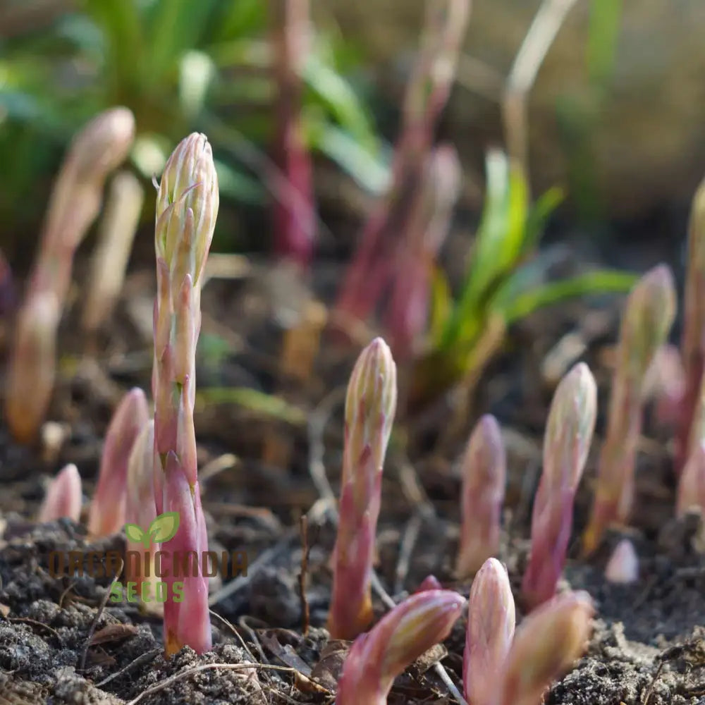 Asparagus - Argenteuil Vegetable Seeds For Planting Grow Delicious And Tender