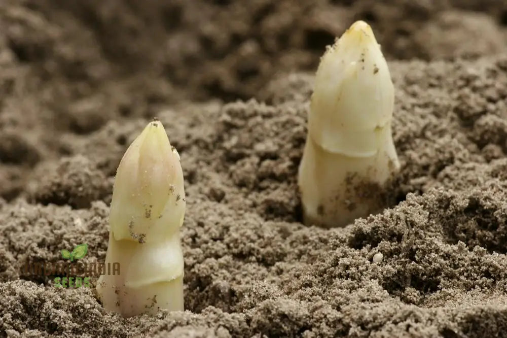 Asparagus - Argenteuil Vegetable Seeds For Planting Grow Delicious And Tender