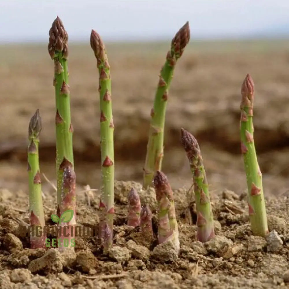 Asparagus Connover’s Colossal Seeds For Planting Grow Giant And Delicious