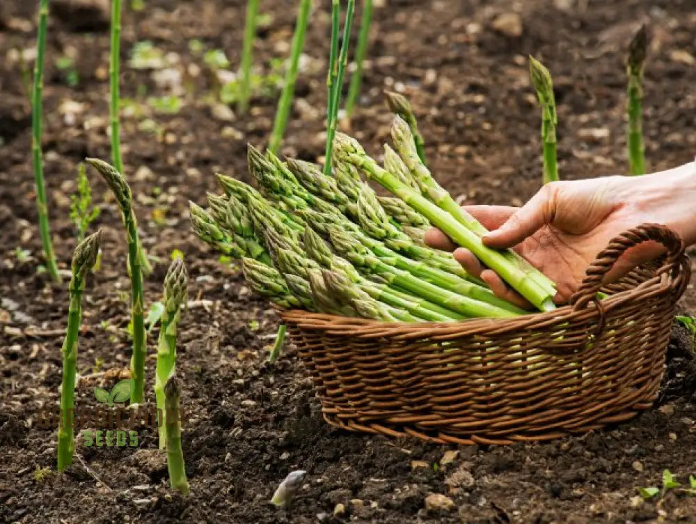 Asparagus Connover’s Colossal Seeds For Planting Grow Giant And Delicious