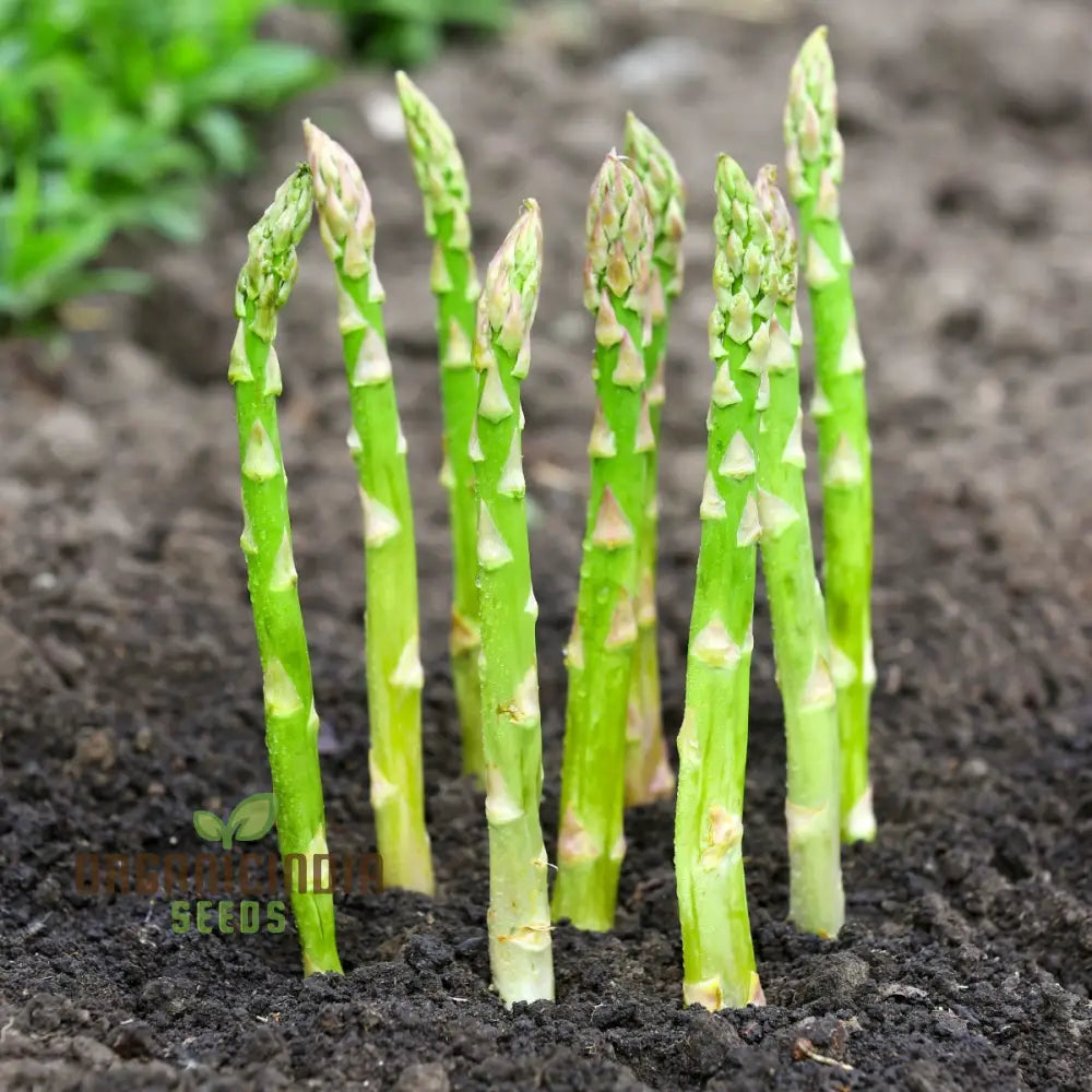 Asparagus Connover’s Colossal Seeds For Planting Grow Giant And Delicious