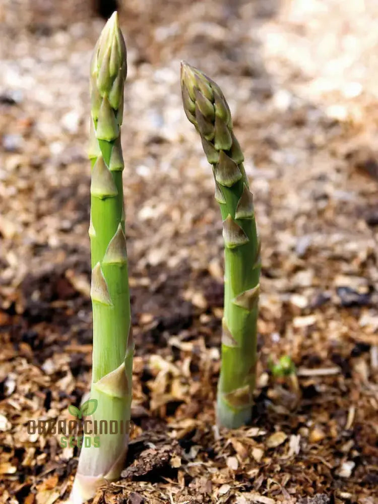 Asparagus Connover’s Colossal Seeds For Planting Grow Giant And Delicious