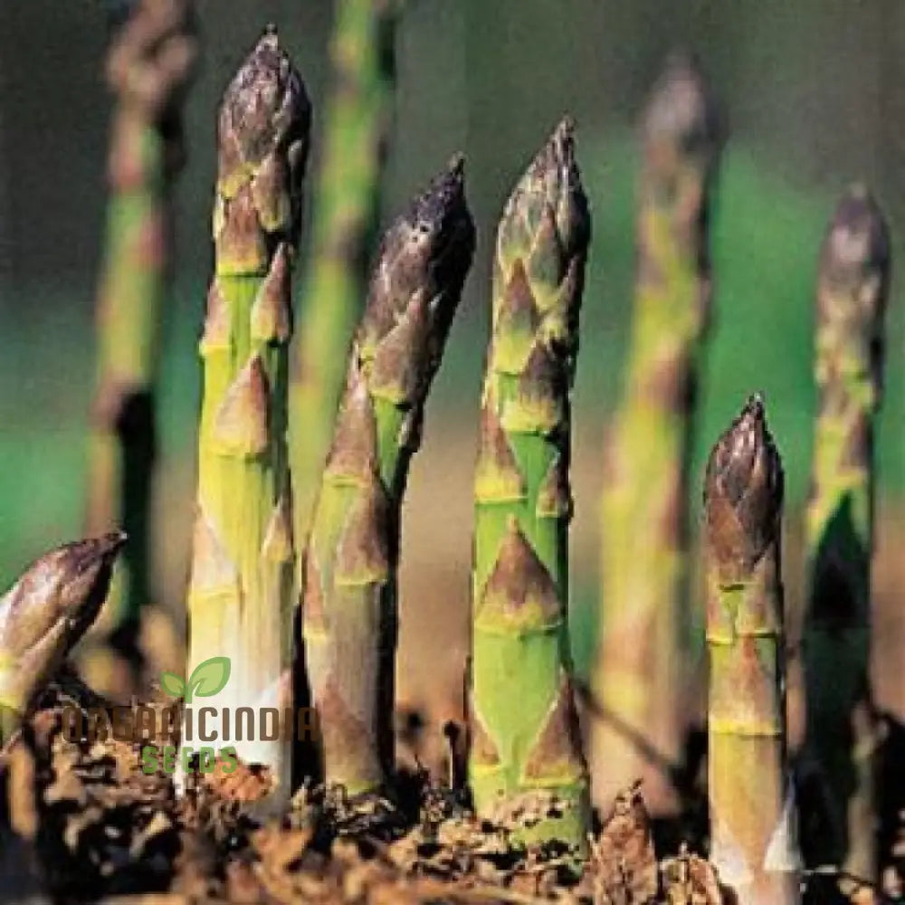 Asparagus Mary Washington & Argenteuil Seeds For Planting Grow Classic And Unique Varieties