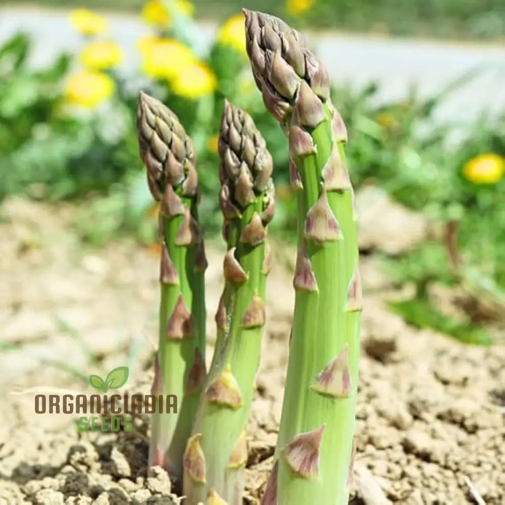 Asparagus Mary Washington & Argenteuil Seeds For Planting Grow Classic And Unique Varieties