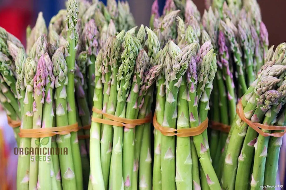 Asparagus Mary Washington & Argenteuil Seeds For Planting Grow Classic And Unique Varieties