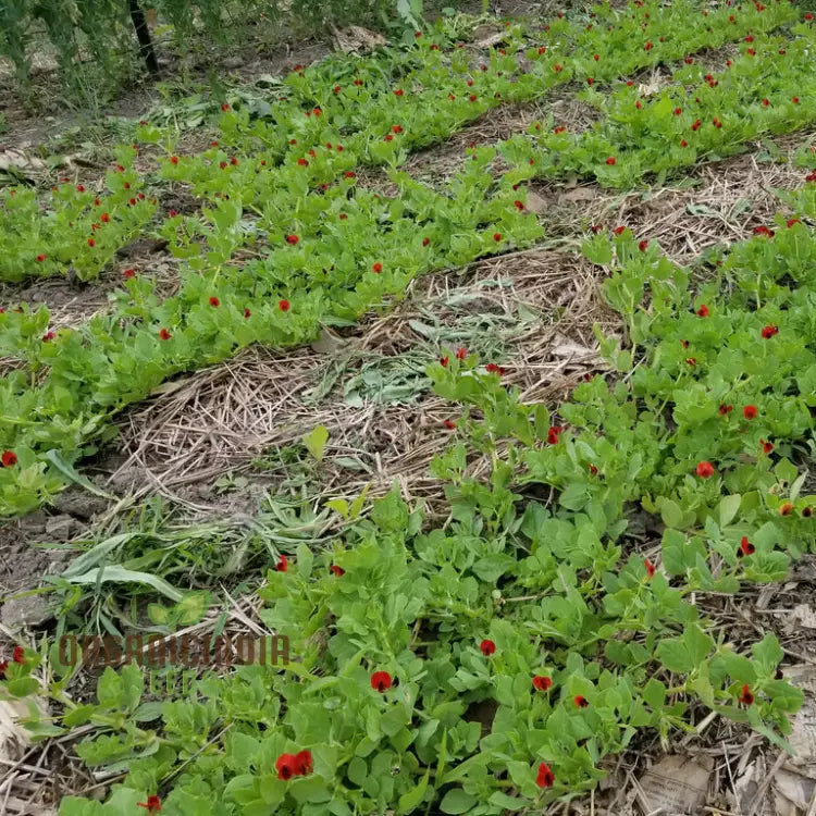 Asparagus Pea Seeds For Gardening | Grow Fresh And Flavorful Peas High-Quality Your Garden Perfect