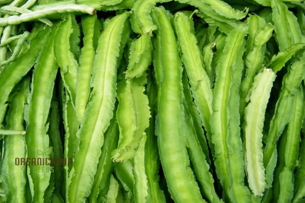 Asparagus Pea Vegetable Seeds For Planting Unique And Flavorful For An Exciting Garden Harvest