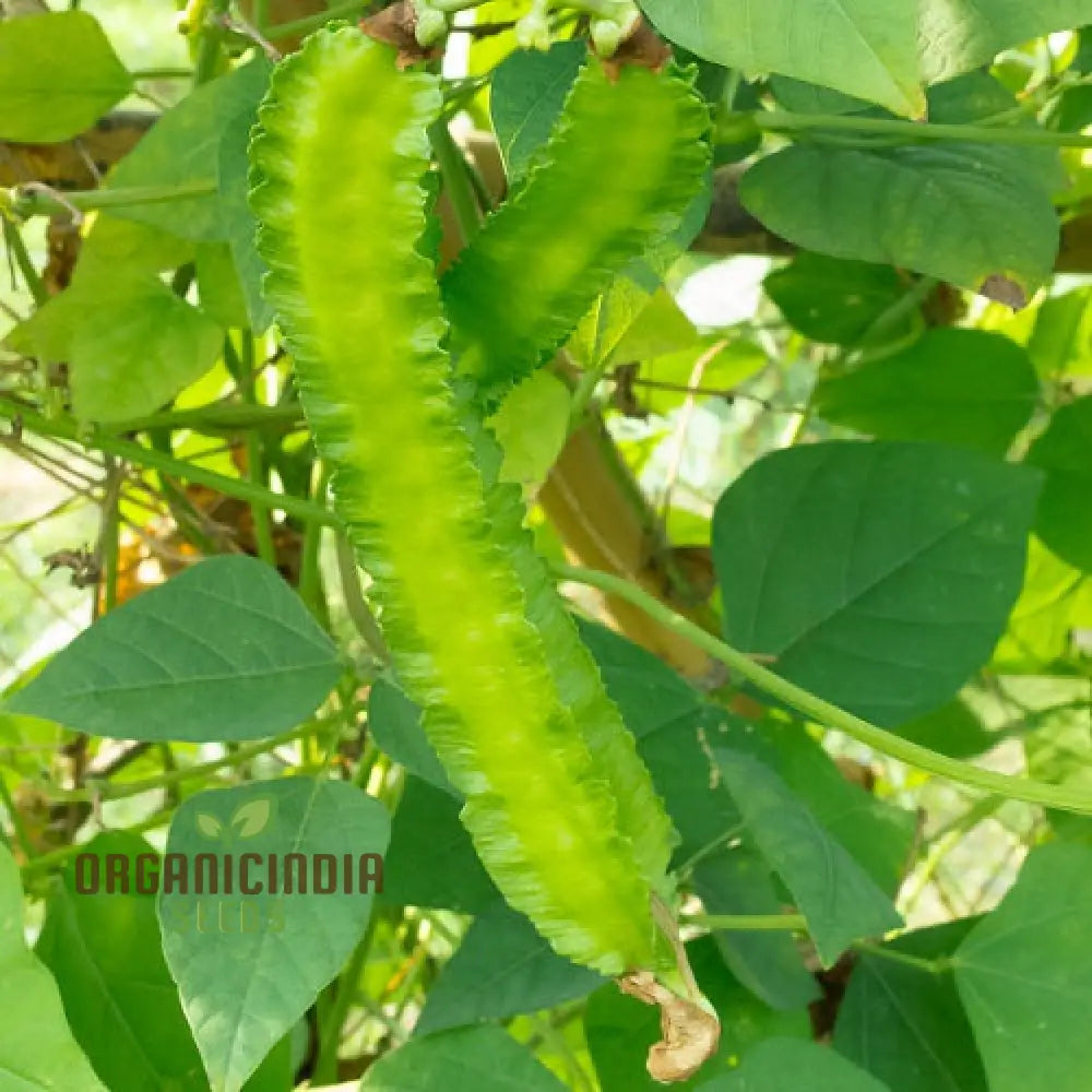 Asparagus Pea Vegetable Seeds For Planting Unique And Flavorful For An Exciting Garden Harvest