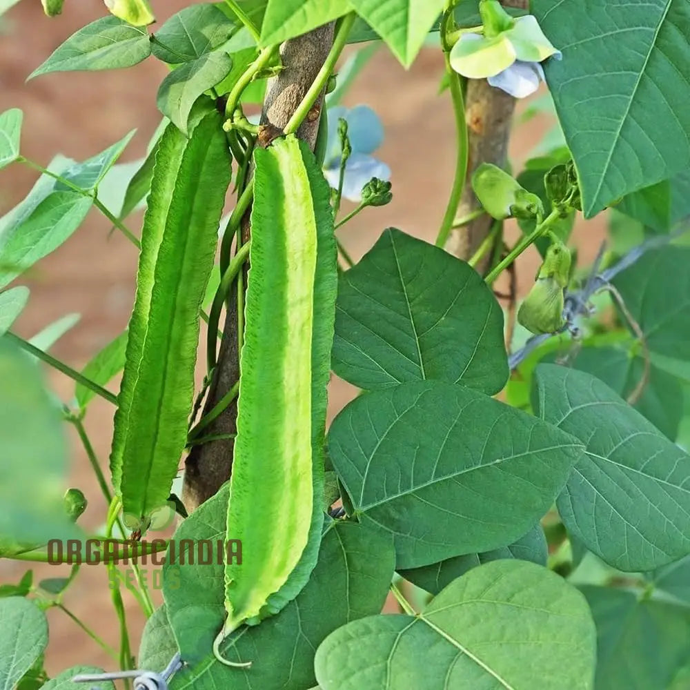 Asparagus Pea Vegetable Seeds For Planting Unique And Flavorful For An Exciting Garden Harvest