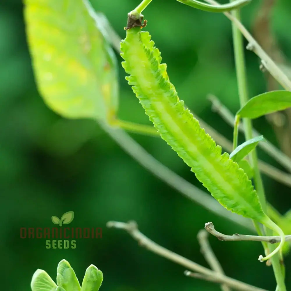 Asparagus Pea Vegetable Seeds For Planting Unique And Flavorful For An Exciting Garden Harvest