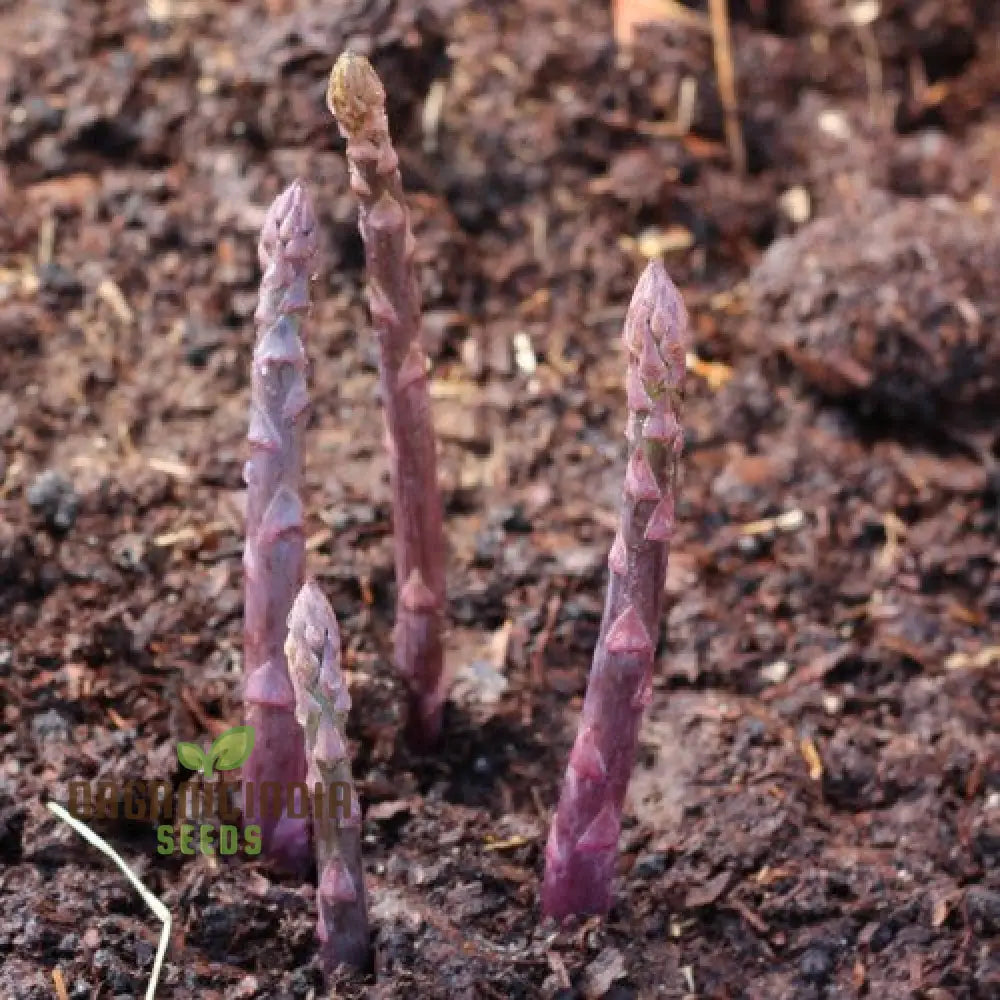 Asparagus Purple Vegetable Seeds For Planting Grow Unique And Flavorful