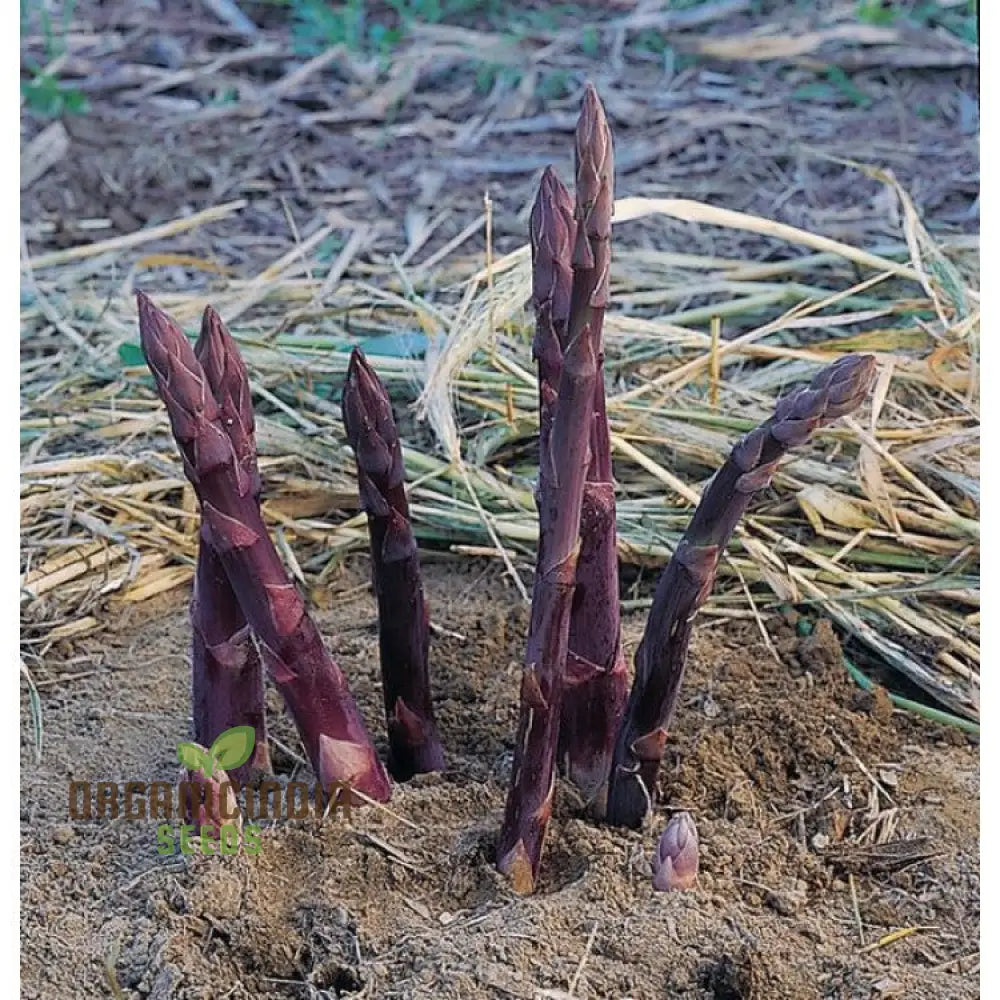 Asparagus Purple Vegetable Seeds For Planting Grow Unique And Flavorful