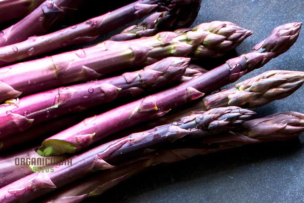 Asparagus Purple Vegetable Seeds For Planting Grow Unique And Flavorful