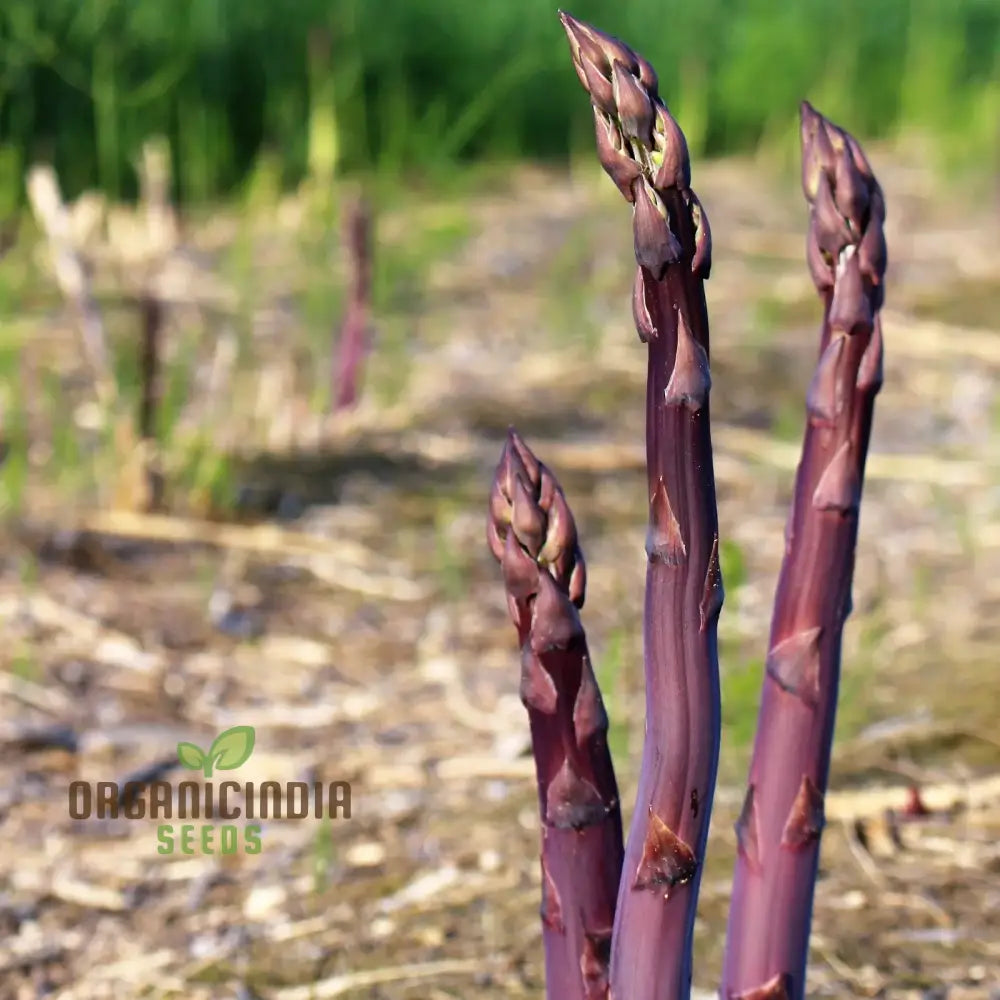 Asparagus Purple Vegetable Seeds For Planting Grow Unique And Flavorful