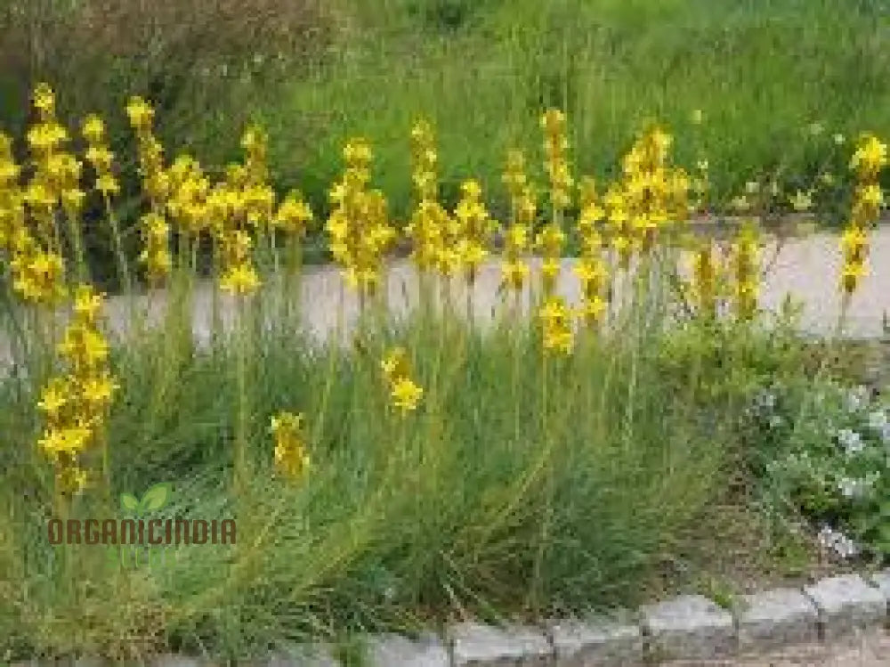 Asphodeline Liburnica Seeds For Planting - The Perfect Perennial Plant For Stunning Yellow Spikes