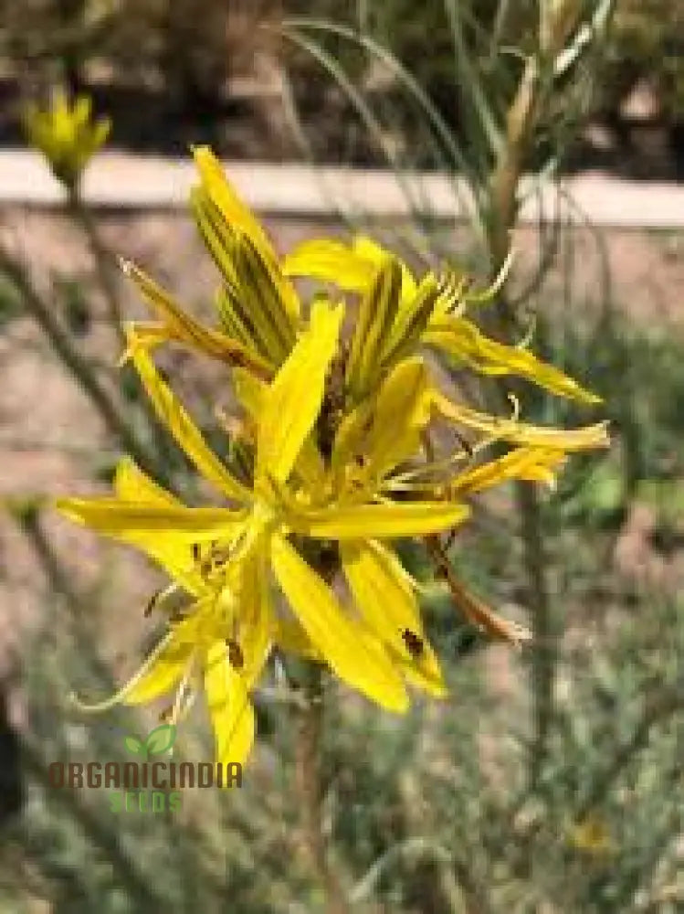 Asphodeline Liburnica Seeds For Planting - The Perfect Perennial Plant For Stunning Yellow Spikes