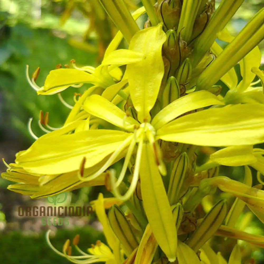 Asphodeline Liburnica Seeds For Planting - The Perfect Perennial Plant For Stunning Yellow Spikes