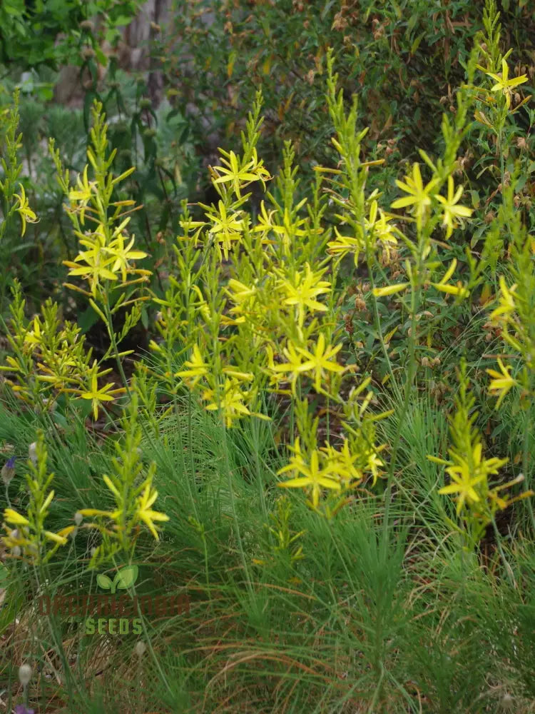 Asphodeline Liburnica Seeds For Planting - The Perfect Perennial Plant For Stunning Yellow Spikes