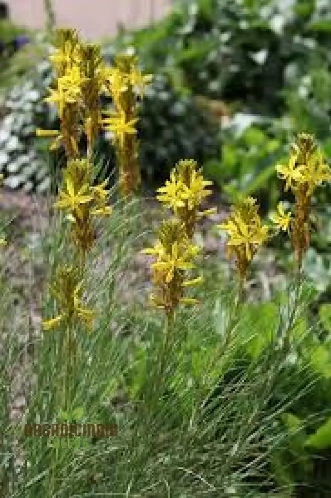 Asphodeline Liburnica Seeds For Planting - The Perfect Perennial Plant For Stunning Yellow Spikes