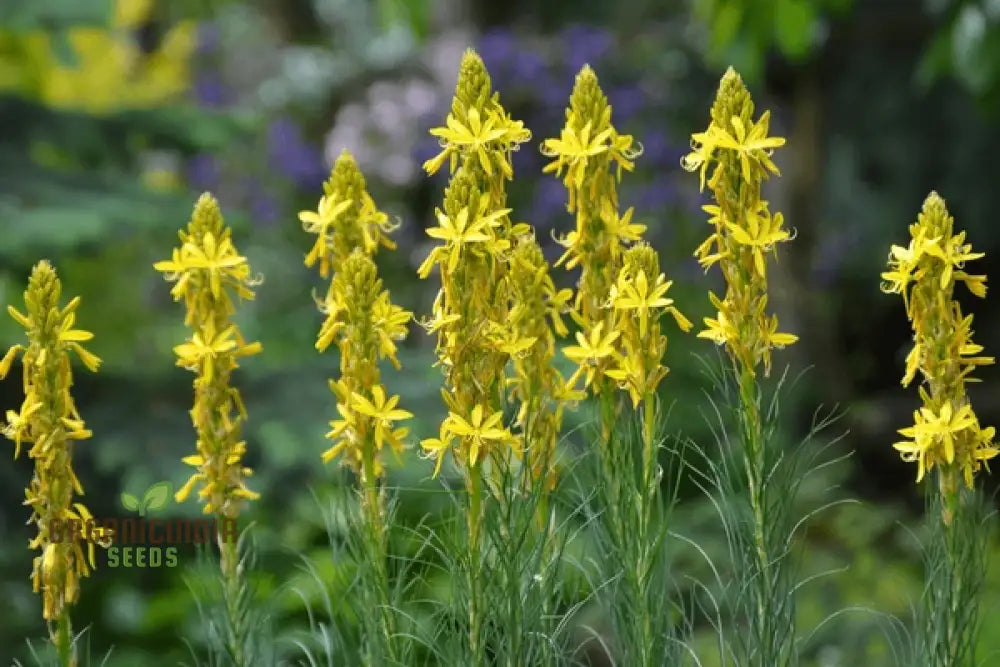 Asphodeline Lutea Seeds For Planting: The Majestic Perennial For Stunning Yellow Blooms And Lush