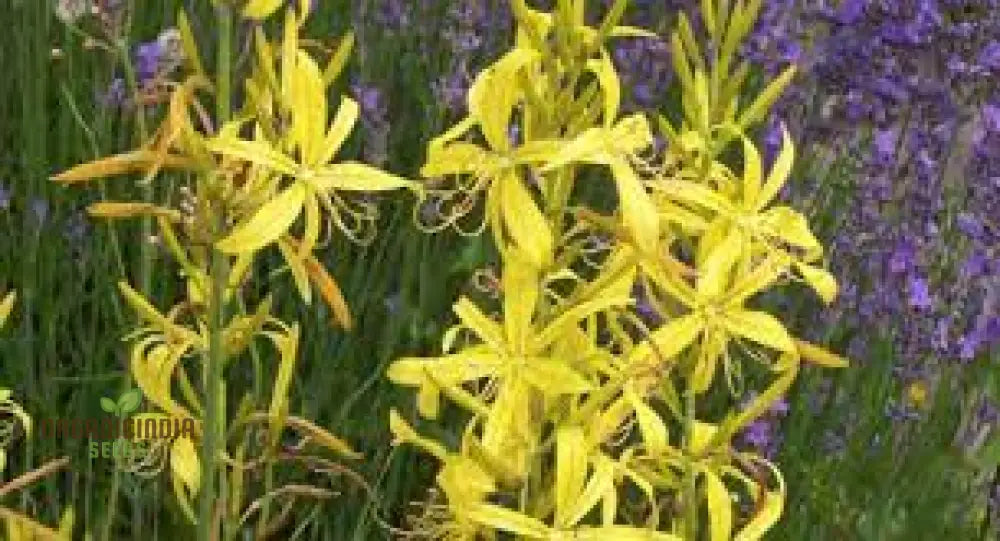 Asphodeline Lutea Seeds For Planting: The Majestic Perennial For Stunning Yellow Blooms And Lush