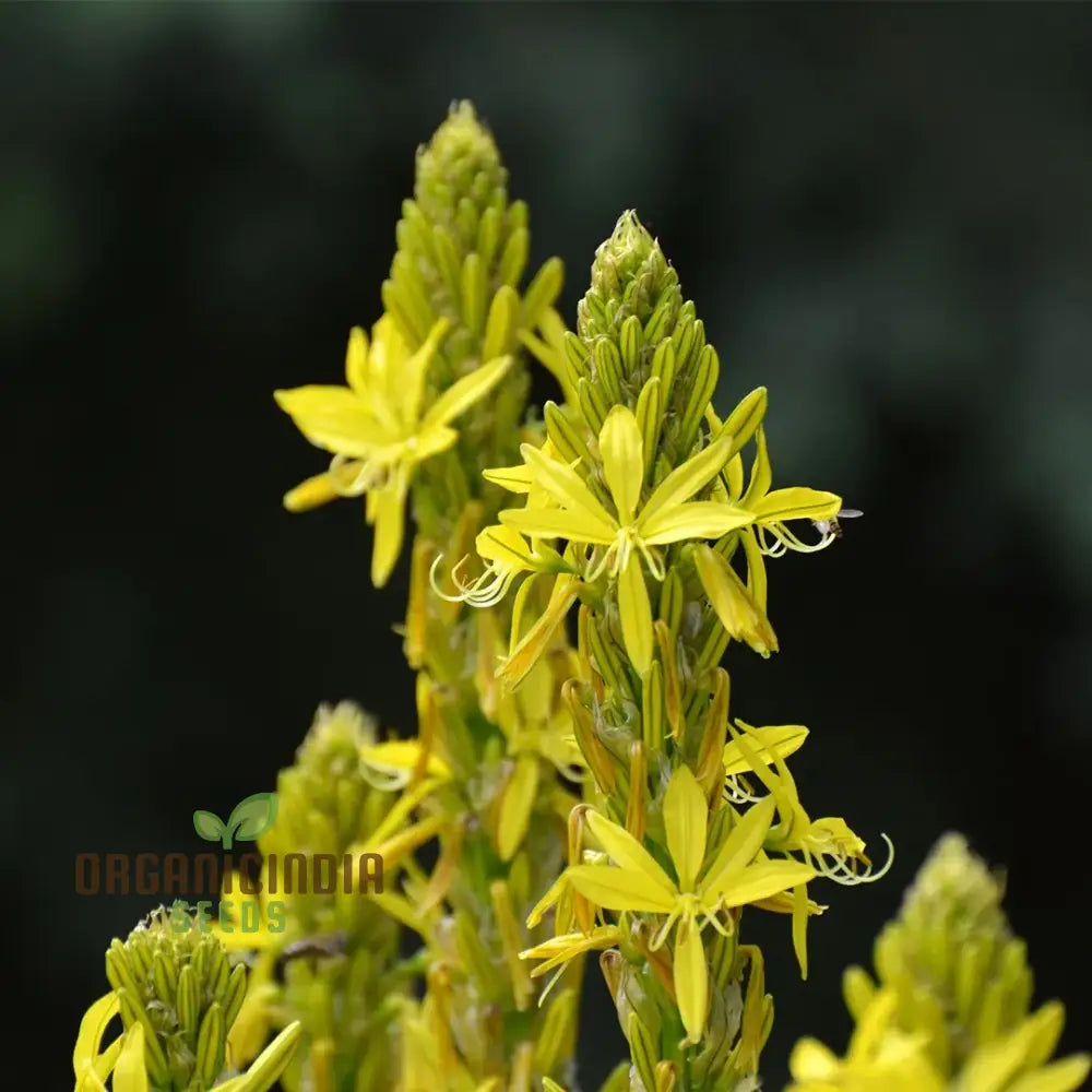 Asphodeline Lutea Seeds For Planting: The Majestic Perennial For Stunning Yellow Blooms And Lush