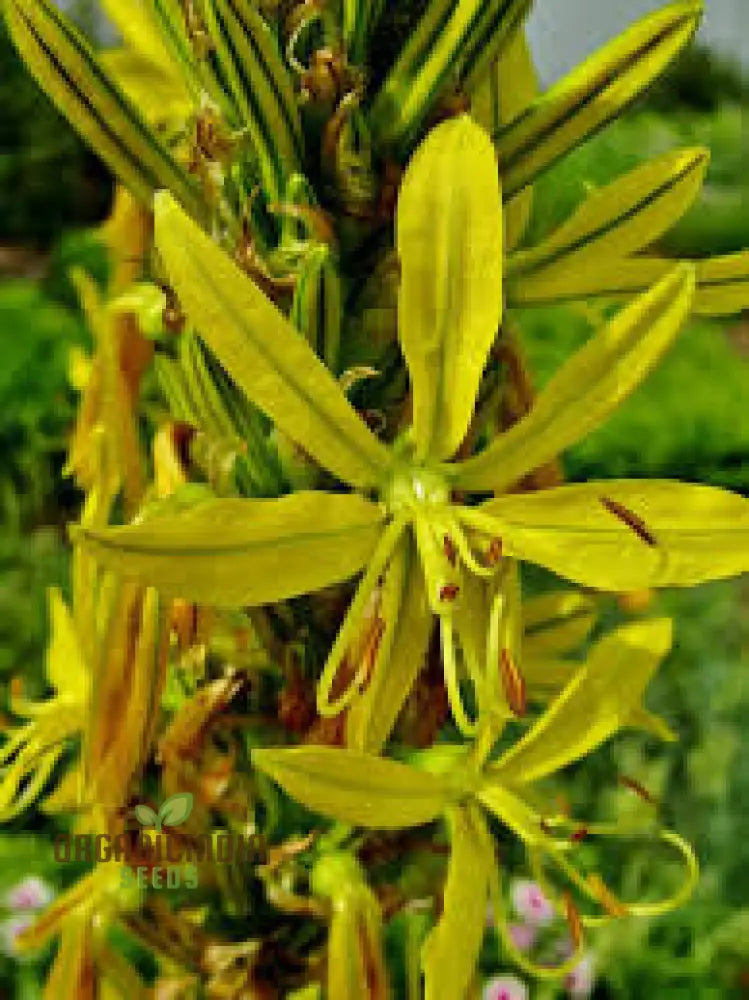 Asphodeline Lutea Seeds For Planting: The Majestic Perennial For Stunning Yellow Blooms And Lush